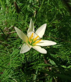 Zephyranthes candida - Flowers Beginning with Z