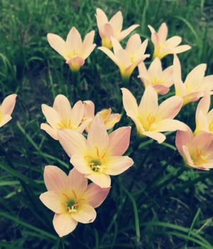 Zephyranthes citrina - Flowers Beginning with Z