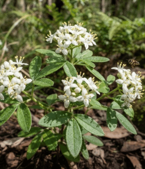Zieria - Flower began with Z