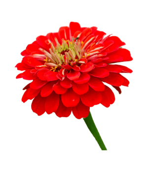 Zinnia - Flowers that Start with Z
