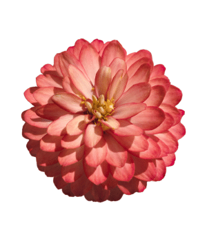 Zinnia angustifolia - Flowers that Start with Z