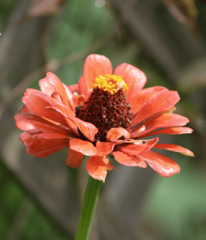 Zinnia elegans - Flowers that Start with Z