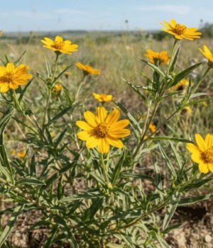 Zinnia grandiflora - Flowers that Start with Z