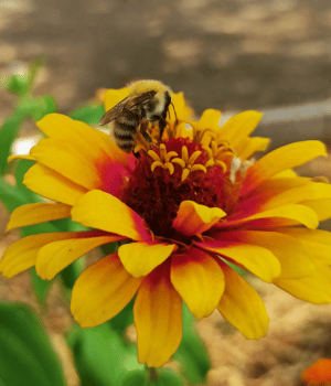 Zinnia haageana - Flowers that Start with Z