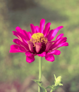 Zinnia peruviana - Flowers that Start with Z