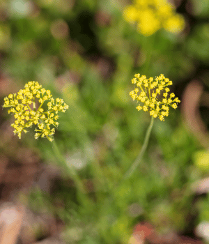 Zizia aurea - Flower starting with Z