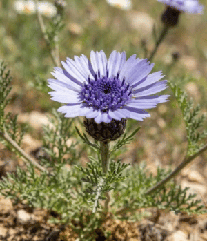 Zoegea - Flower began with Z