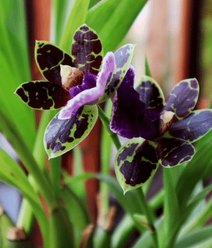 Zygopetalum - Flower starting with Z