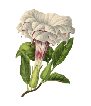 Zygosepalum - Flower began with Z